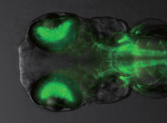 BBIN��Ѷ-������Ϸ����